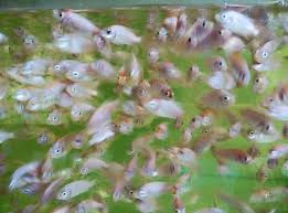 Check spelling or type a new query. Benih Ikan Vkm Enterprise Miri Aquarium Fish Shop Facebook