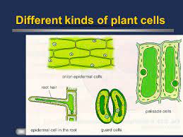 Maybe you would like to learn more about one of these? Basic Cell Structure Ppt Download