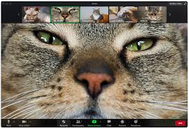 Video calls during the covid pandemic have given us some glorious viral moments — who can forget the handforth parish council meeting that exposed local council hysteria. Lawyer Turns To Cat On Zoom Call With Judge The Nigerian Xpress