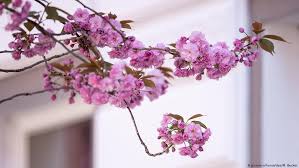 The phoenix episode 27 (full episode) (english subtitles) zumrut kuloğlu lives with his father, mother and two sisters in the most. Cherry Blossoms Mesmerize Tourists In Bonn Lifestyle Dw 16 04 2018