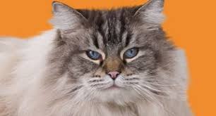 Getting a cat into a pet carrier can be tricky, but the best way is to handle the cat from the scruff of the neck. A Guide To Getting Your Cat In A Pet Carrier Banfield Pet Health Resources