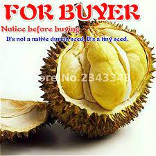 45 days money back guarantee. New Sale 20pcs A Lot Delicious Durian Seeds King Of Tropical Fruit Trees Seed Giant Garden Plants Bonsai Tree Sementes Deep Blue Buy Online In United Arab Emirates At Desertcart Ae