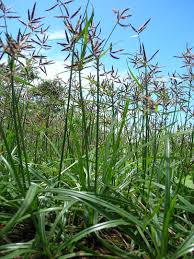 Image result for Cyperus nduru