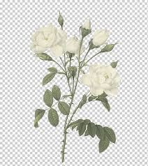 cape jasmine drawing botanical illustration botany flower botany leaf floribunda png klipartz cape jasmine drawing botanical