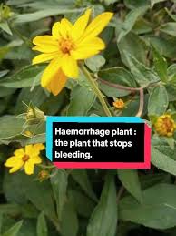 Image result for Aspilia africana