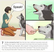 This funny dog meme contains maximum cuteness. Best Of Wikihow Dog Training Memes Memebase Funny Memes