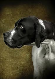 English Pointer Dog Portrait By Ethiriel Photography In 2020 English Pointer Dog Pointer Dog Dog Portraits