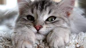 yeni kedi sahiplenenlere tavsiyeler kediler hakkinda bilgi petipet