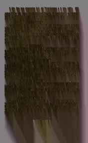 Image result for Synandrodaphne paradoxa