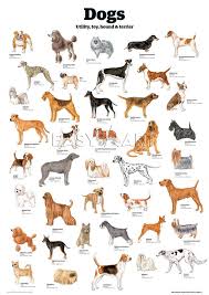 dogs utility toy hound terrier guardian wallchart