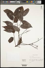 Image result for Zanha golungensis