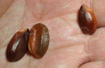 Image result for Mimusops kummel