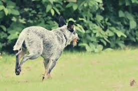 They're not stressing over speed or goals or race fears. How Do You Train A Dog Not To Run Away Spiritdog Training