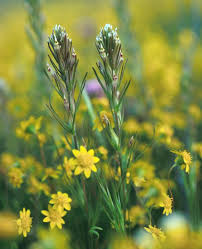 Image result for Orobanchaceae