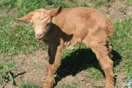 Golden Guernsey Goat - Breed Profile - Backyard Goats