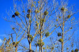 Image result for Viscum