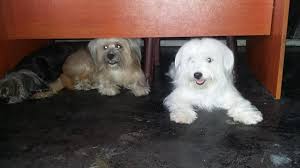 Maybe you would like to learn more about one of these? Terrier Puppy For Sale In Kandy Dog Lovers In Sri Lanka Facebook