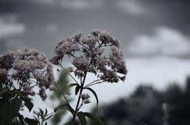Gugur bunga di taman bakti cover by hanin dhiya. Lagu Gugur Bunga Latar Belakang Lirik Tokoh Pencipta Dan Makna