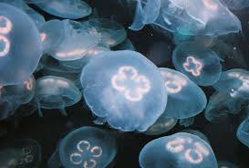 I Love These They Look Like Sand Dollars To Me But I Think They Re Called Moon Jellies Jellyfish Species Jellyfish Jellyfish Sting