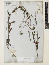 Image result for Schwenckia