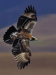 Pin By Gurhan Artshop On Birds Winged 1 Of 3 Beautiful Birds Birds Of Prey Pet Birds