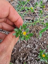 Image result for Euploca katangensis