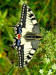 Something was wrong with its wings, they were crumpled and wrinkly; 120 Beautiful Butterflies Amazing Blue Butterfly Red Butterfly Yellow Butterfly Krasivye Pticy Pticy I Nasekomye
