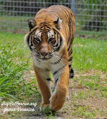 Good Morning Big Cat Rescue Friends Pretty Princess Priya Tiger Is Headed Into The Weekend Have A Great Day Eve Big Cat Rescue Wildlife Pictures Big Cats