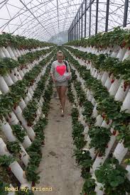 Strawberry Tube Garden Greenhouse Gardening Aquaponics Growing Strawberries