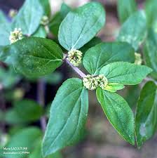 Image result for Euphorbia hirta