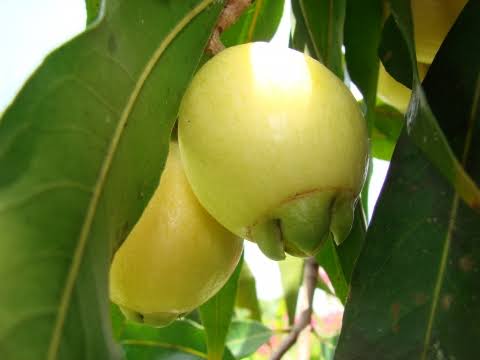 Mga resulta ng larawan para sa Syzygium jambos fruit"