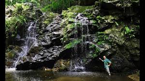 Image result for Chlorophytum stenopetalum