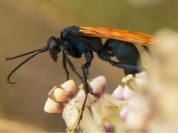 This is actually a good thing, as wasps are also pollinators and can help to improve the overall health of your garden. Tips Information About Beneficial Garden Friends Gardening Know How