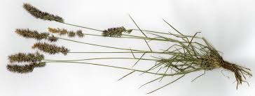 Image result for Enneapogon cenchroides