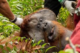 The orangutan shares no less than 97 percent of its dna with humans. Orangutan Found On Palm Oil Plantation Returned To The Wild Reuters