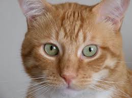 Ebru Sarpman Adli Kullanicinin Orange Tabby Panosundaki Pin Kedi