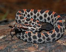 Maybe you would like to learn more about one of these? Notesfromtheriver The Tiny Terror