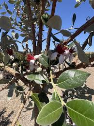 Image result for Feijoa sellowiana
