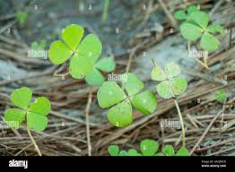 Image result for Marsilea minuta