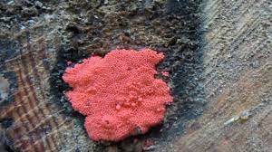 Pink Mold Facts Its Danger And Removal Solution Clean Water Partners