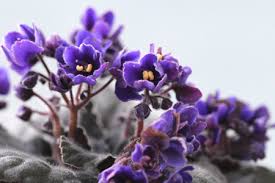 The following photos will allow you to identify indoor plants. Five Flowering Indoor Plants