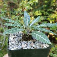 Image result for Dorstenia schliebenii