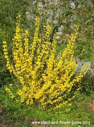 Buds start to form around february in time for the flowers to spurt into their yellow blaze in spring. Forsythia Bush Bright Yellow Spring Flowers Forsythia Bush Yellow Perennials Yellow Spring Flowers