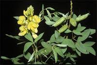 Image result for Crotalaria micans