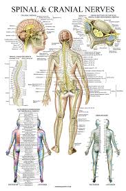 26 unique spinal nerves anatomical chart