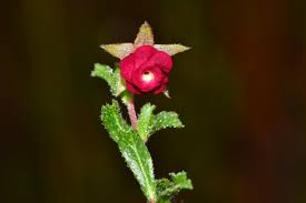 Image result for Hermannia quartiniana