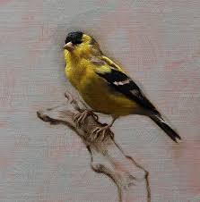 Sarah Margaret Gibson On Instagram Portrait Of A Goldfinch Oil On Linen Panel Prepared With My Van Dyckian Ground L Animal Paintings Artist Portrait