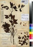 Image result for Millettia eetveldeana