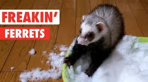 Freakin' Ferrets | Funny Pet Video Compilation - YouTube
