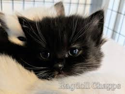 Black And White Ragdoll Cat Black Ragdolls Cat Ragdolls Cat As Breeders Can Ragdolls Be Black Ragdoll Cat Colors Ragdoll Cat Cats